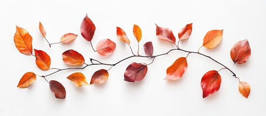 Wall Mural - Minimalist arrangement of vibrant orange and red autumn leaves on a clean white background highlighting seasonal beauty and elegance.