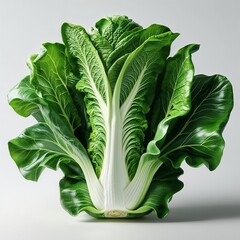 Wall Mural - cabbage isolated on white background