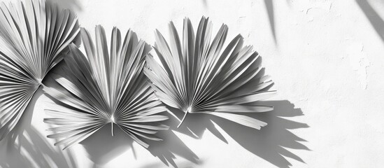Poster - Black and white composition of three fan-shaped palm leaves arranged horizontally against a textured white background with soft shadows.