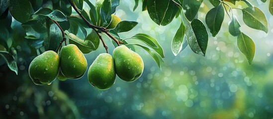 Fototapete - Fresh green pears hanging gracefully from a tree branch against a soft blurred background with green leaves and a hint of shimmering light.