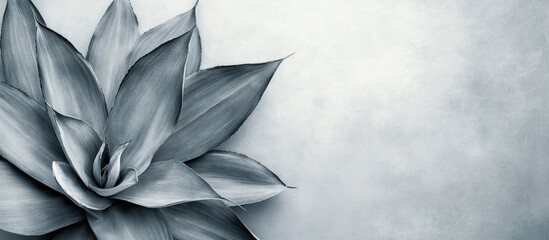 Leinwandbilder - Agave plant leaves in shades of green and gray against a smooth silver background with a minimalistic composition highlighting unique shapes and textures