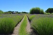 © Abdul - Vibrant Symmetrical Lavender Fields Under Clear Blue Sky with Midday Sunlight Creating Breathtaking Visual Harmony in Nature's Beauty
