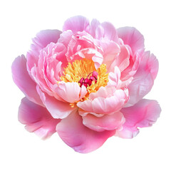 Wall Mural - pink peony flowers isolated on white