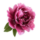 pink peony flowers isolated on white