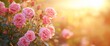 © ABIDZAR ALFAREZ - Pink roses blooming in sunlight.