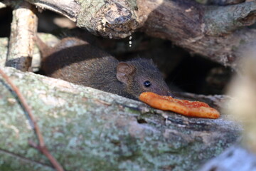 Wall Mural - antechinus