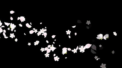 spring time flowers cherry blossoms and petals trail alpha channel loop animation, cosmetics and beauty season sale motion design element