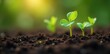 © meenmeen - Seedlings sprouting in fertile soil, close-up , agriculture, increase