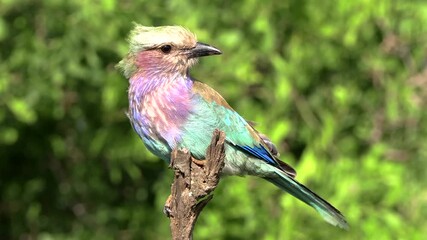 Wall Mural - A very colourful Lilac-breasted roller bird perched on a branch, Kruger Park, South Africa.