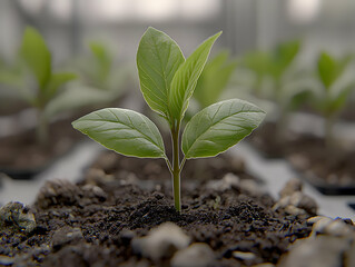 Wall Mural - Young plant growing in greenhouse, sustainable agriculture