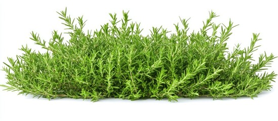 Wall Mural - Fresh green rosemary herb bush thriving outdoors with lush leaves creating a vibrant natural display ideal for culinary and decorative uses.