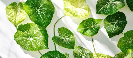 Wall Mural - Lush green leaves with intricate veins cascading over a bright white surface, creating a vibrant and fresh aesthetic of nature and tranquility.