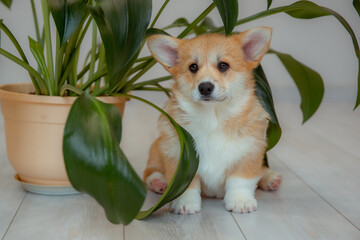 Wall Mural - A cute Welsh Corgi puppy is sitting on the floor near the indoor flower at home