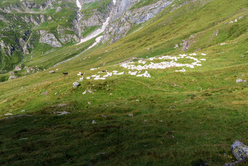 Wall Mural - Herd of cows and only one donkey on high mountain meadow with steep rocky slopes above