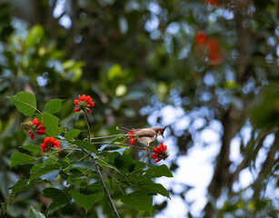 The beautiful vibrant red bulbul perched on a bright red color flower with green leaves. The background is blurred and lush green.