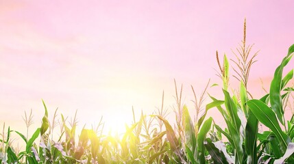 Wall Mural - Cornfield sunrise, rural landscape, agricultural scene