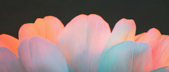 Poster - Overlay texture of gradient petal colors with smooth transitions on black background