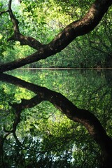 Wall Mural - A tree sitting on water's surface with roots submerged