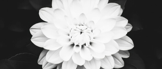 Poster - Layered petals display with a clear center on a dark background featuring subtle depth