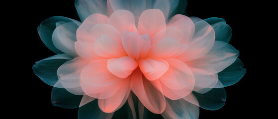 Poster - Macro exploration of delicate flower petals with vibrant colors against a dark backdrop