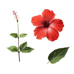 Poster - A detailed image showcasing a red hibiscus flower, its stem, and leaves, isolated against a black background.
