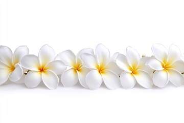 Wall Mural - A simple arrangement of white and yellow flowers on a white background