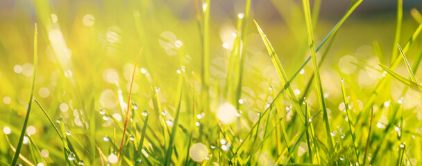 Wall Mural - Green grass with water drops close-up in sunlight background