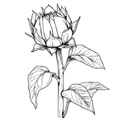 Poster - Detailed sketch of a blooming lotus flower with leaves on a slender stem in a minimalist style