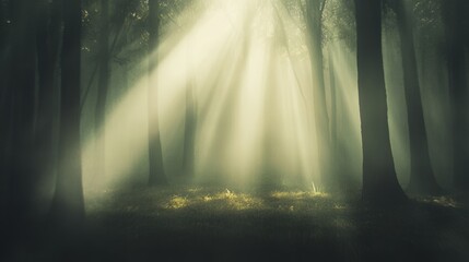 Poster - Beams of sunlight piercing through dense morning fog in a mysterious forest, creating an ethereal, magical atmosphere filled with enchanting shadows and tranquil beauty