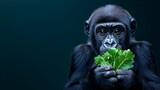 Young gorilla eating greens, dark background, zoo conservation