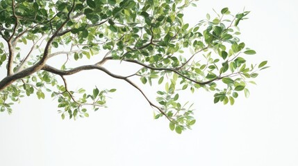 Lush green tree branch against bright sky, nature background, website design