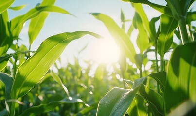 Wall Mural - Sunlit cornfield, vibrant green leaves, agriculture, sunny day, growth