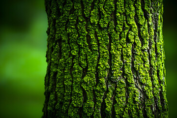 Wall Mural - Mossy tree bark, forest background, nature texture