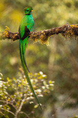 Beautiful Male Resplendent Quetzal with spectacular tail perched on an attractive mossy branch with a blurred background