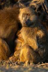 Poster - Close-up of chacma baboon squeezed between parents