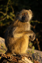 Poster - Chacma baboon sits clasping hands on log