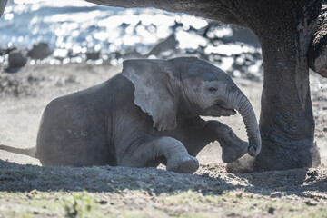 Poster - Baby African bush elephant struggles getting up