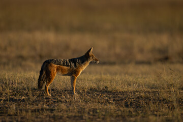 Canvas Print - Black-backed jackal stands in profile on savanna