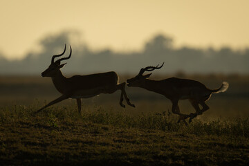 Poster - Backlit male impala chases another on floodplain