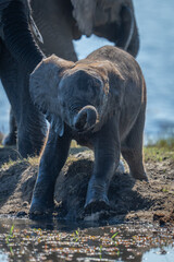 Wall Mural - Baby African elephant stands on muddy riverbank