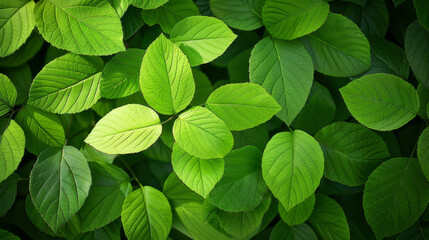 Wall Mural - lush green leaves overlapping in unique shapes and rich shades, contrasting beautifully against a da
