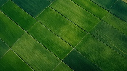 Poster - Aerial view captures the mesmerizing geometric pattern formed by vibrant green fields, showcasing the precision and artistry of agricultural landscapes