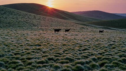 Poster - Cows grazing in a lush green meadow at sunset with vibrant colors and peaceful scenery