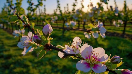 Aufkleber - Explore the serene beauty of a blooming orchard at sunset amidst lush green grass