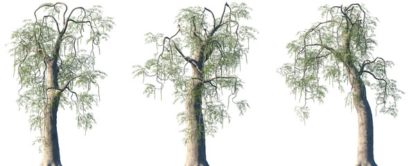 set of moringa thouarsii frontal isolated png on a transparent background perfectly cutout