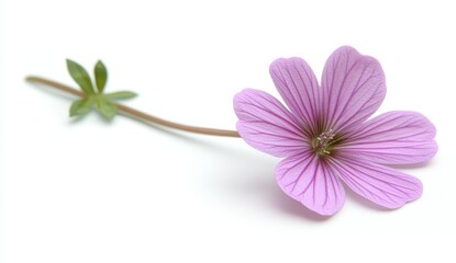 Wall Mural - Single light purple flower with visible veins on petals and a stem with leaves, isolated on white background. Soft lighting enhances delicate