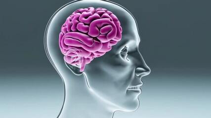 Poster - Transparent human head revealing complex brain anatomy, rotating and highlighting neural networks, neuroscience visualization presenting intricate neurological regions and interconnected systems