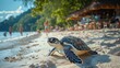 © neiros - At the beach festival, a slow-paced turtle race takes place with a variety of animals, ample room, and a deep depth of field