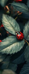 Wall Mural - Ladybug on leaf, garden, close-up, nature background, stock photo