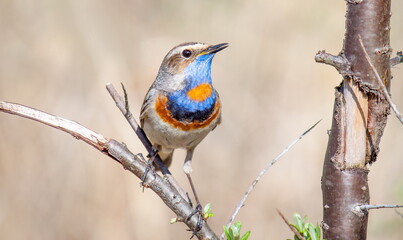 Wall Mural - robin on a branch